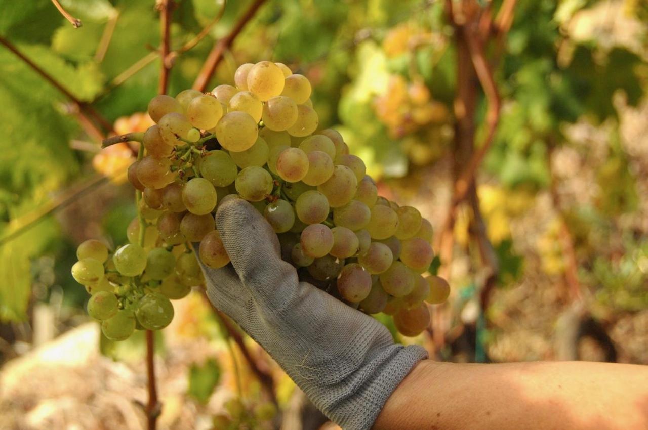 La Casa Del Podere Castellaro  Eksteriør billede