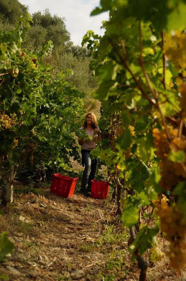 La Casa Del Podere Castellaro  Eksteriør billede